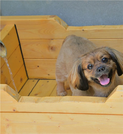 ペットと宿泊できる温泉宿