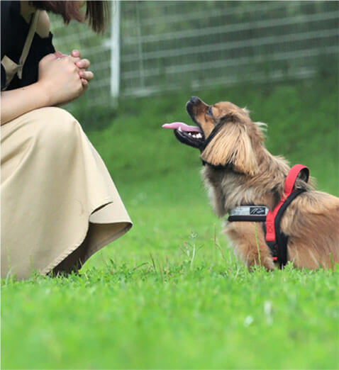 ペットと宿泊できる温泉宿